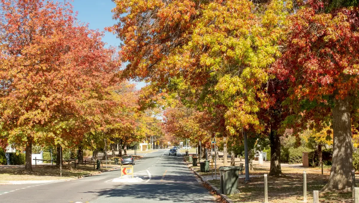 Understanding Canberra’s Tree Protection Legislation