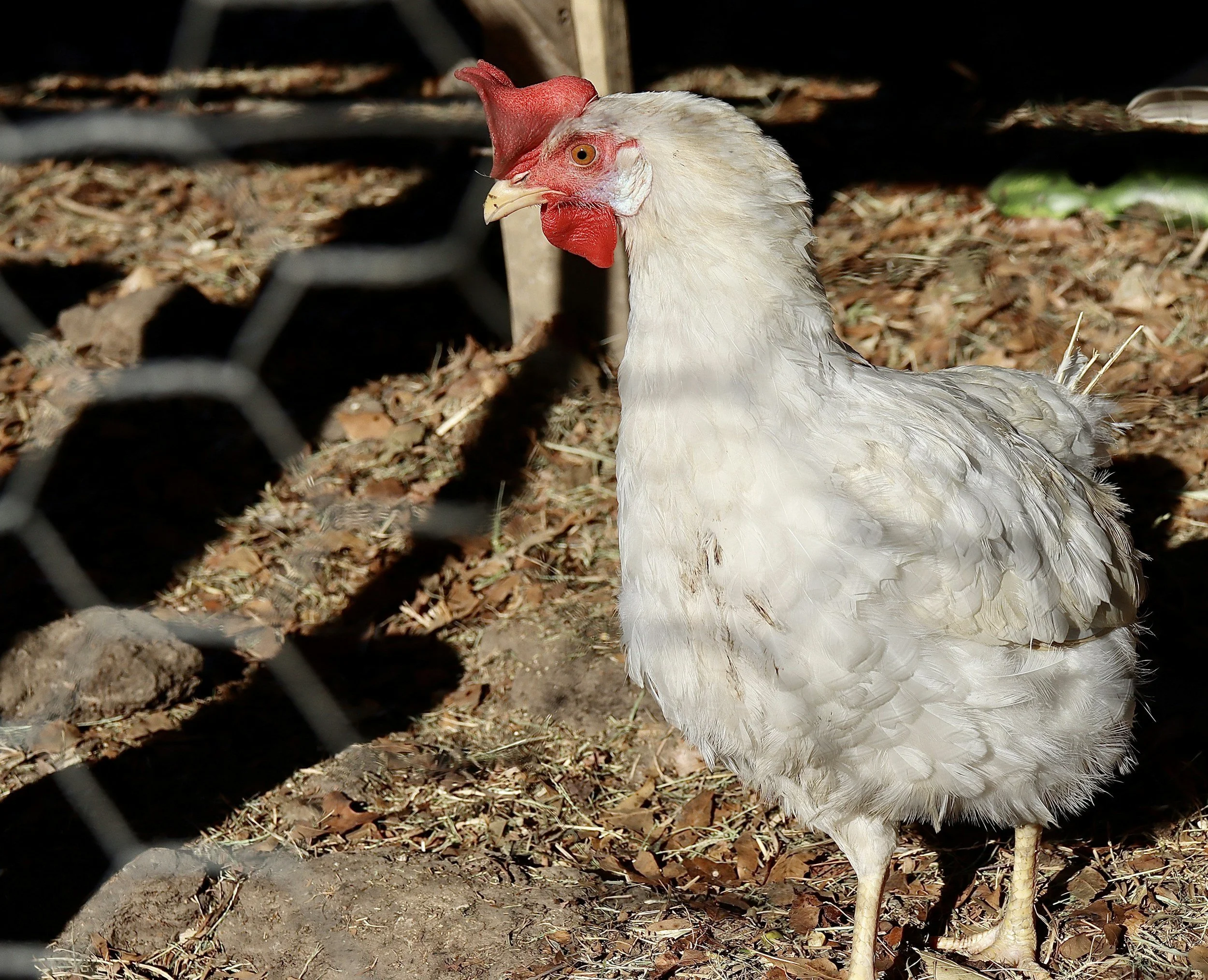 Podcast Ep #7: What Bird Flu Means for Every Business