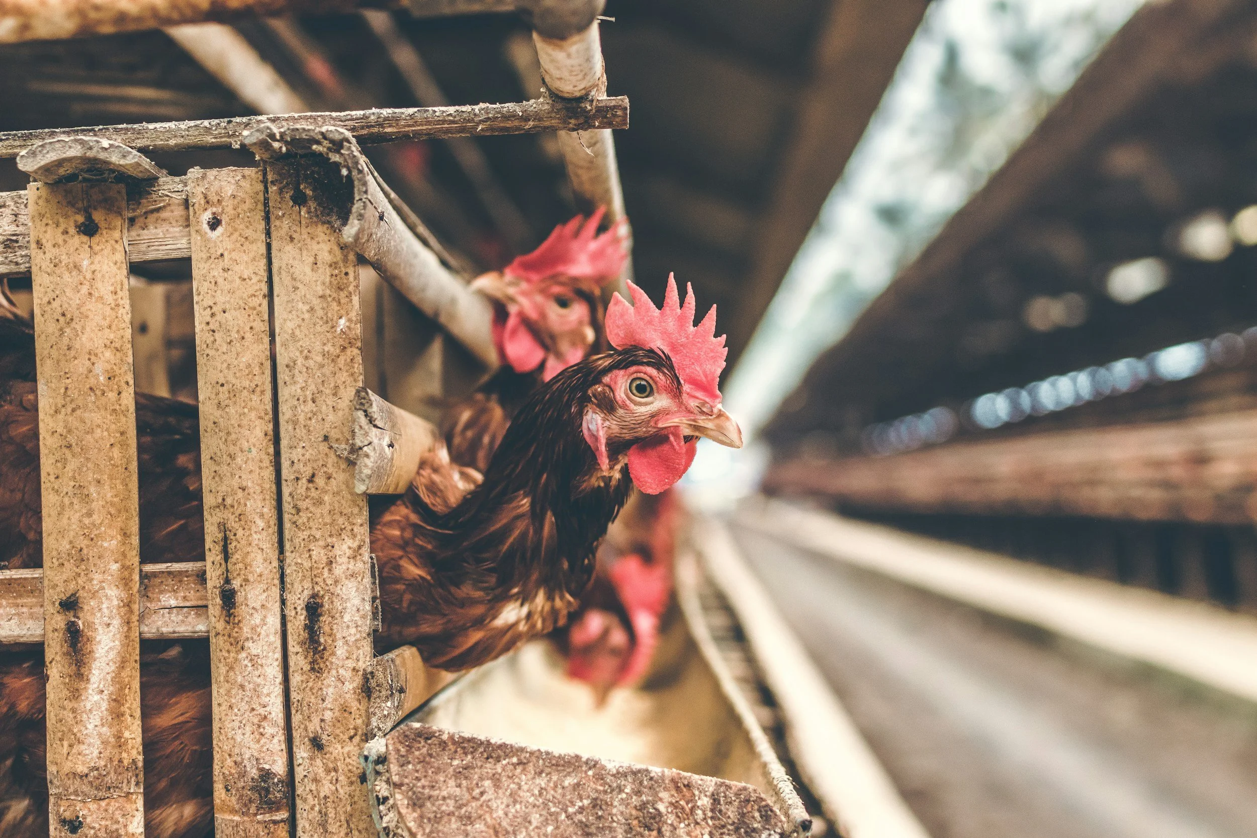 Podcast Ep #8: Bird Flu Preparedness with Sarah Britton