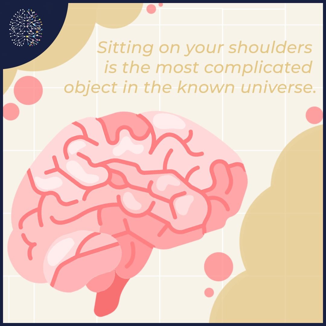 &quot;The human brain has 100 billion neurons, each neuron connected to 10 thousand other neurons. Sitting on your shoulders is the most complicated object in the known universe. &quot; Michio Kaku

❓ Are you interested to discover how your brain wor
