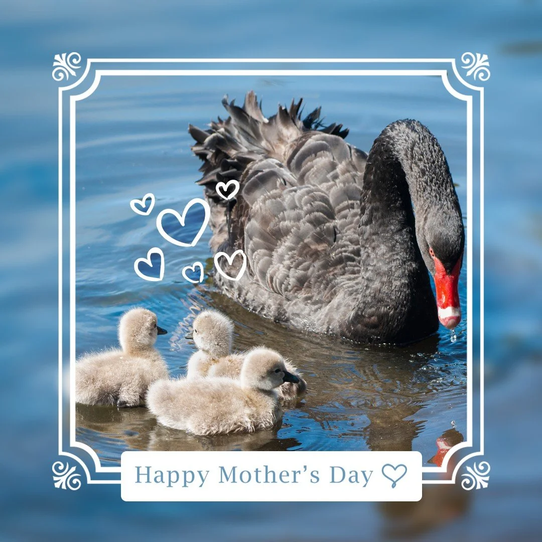 🕊️ The first Mother's Day in Australia was celebrated in 1924 and actually grew out of calls for peace and anti-war campaigns following the American Civil War (1861-65).

🙏 While Mother's Day initially began to promote peace and support women, over