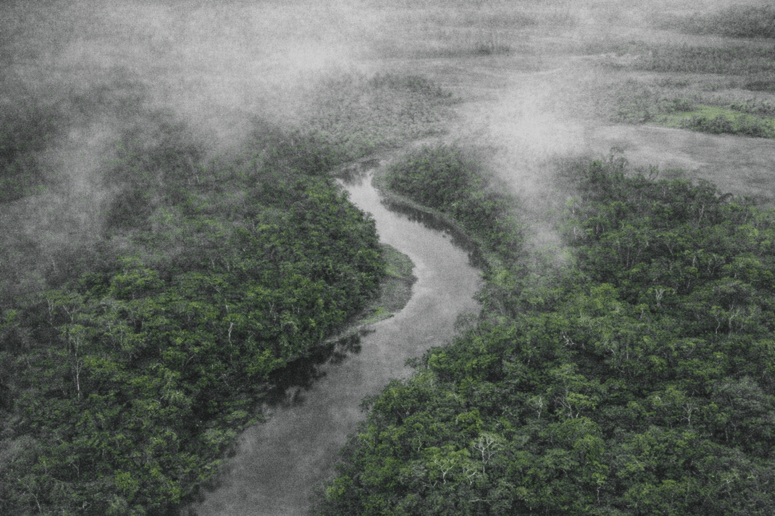 Unearthing The Atlantic Forest's Secrets — A Mini Documentary Collaboration with Kew Gardens
