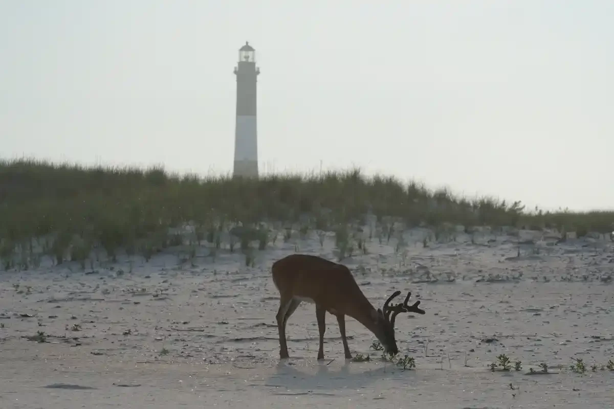 National Park Service Cuts Push Fire Island National Seashore Into Uncharted Waters