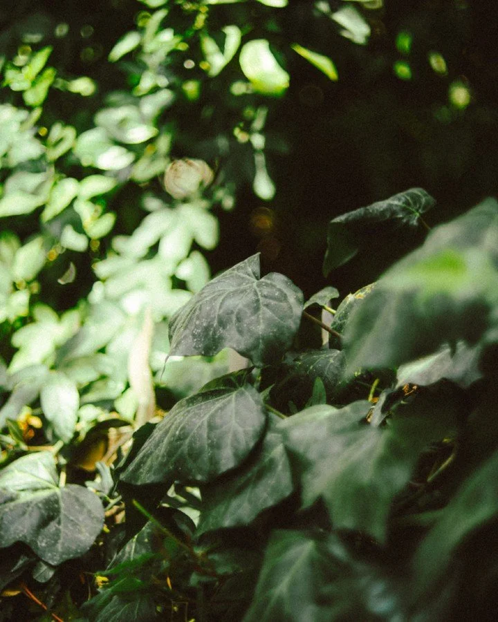 Welcome home&mdash;how was traffic? Got the kids into bed? How was work? 🪷 Hope you had a great Tuesday. ❤️📸 #streetphotography #vintagelenses #filmlook #calmphotography #nature