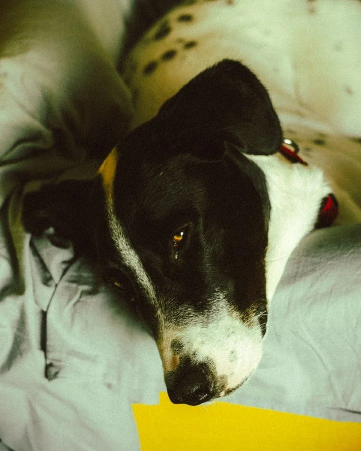Mornin'. ☕📸 #streetphotography #vintagelenses #filmlook #doglife #morning