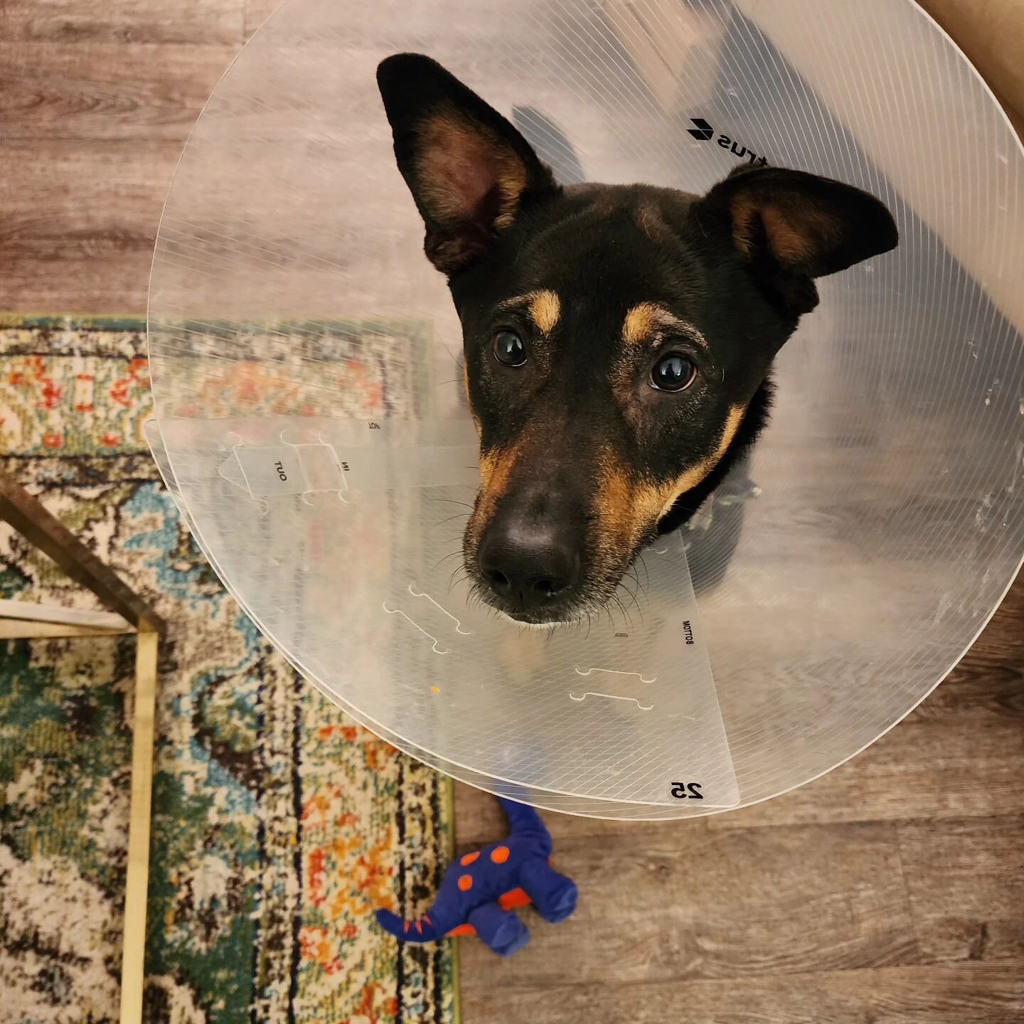 When you're a dog and you make bad choices, you end up in the cone!  At least humans get to discuss their bad choices in therapy instead