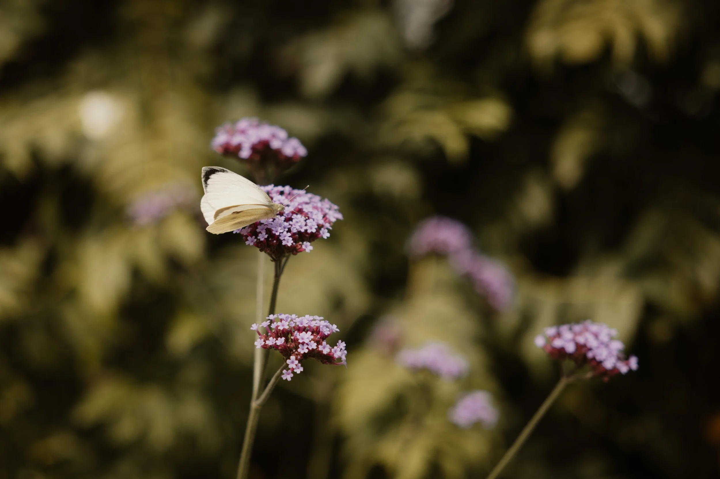Kirsty & Josh -056.jpg