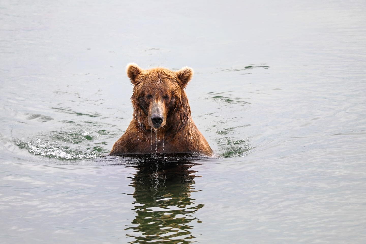 Teddy. Bear. #nature #bear #alaska #travel #travelphotography #wild #wildlife #nationalpark #wanderlust