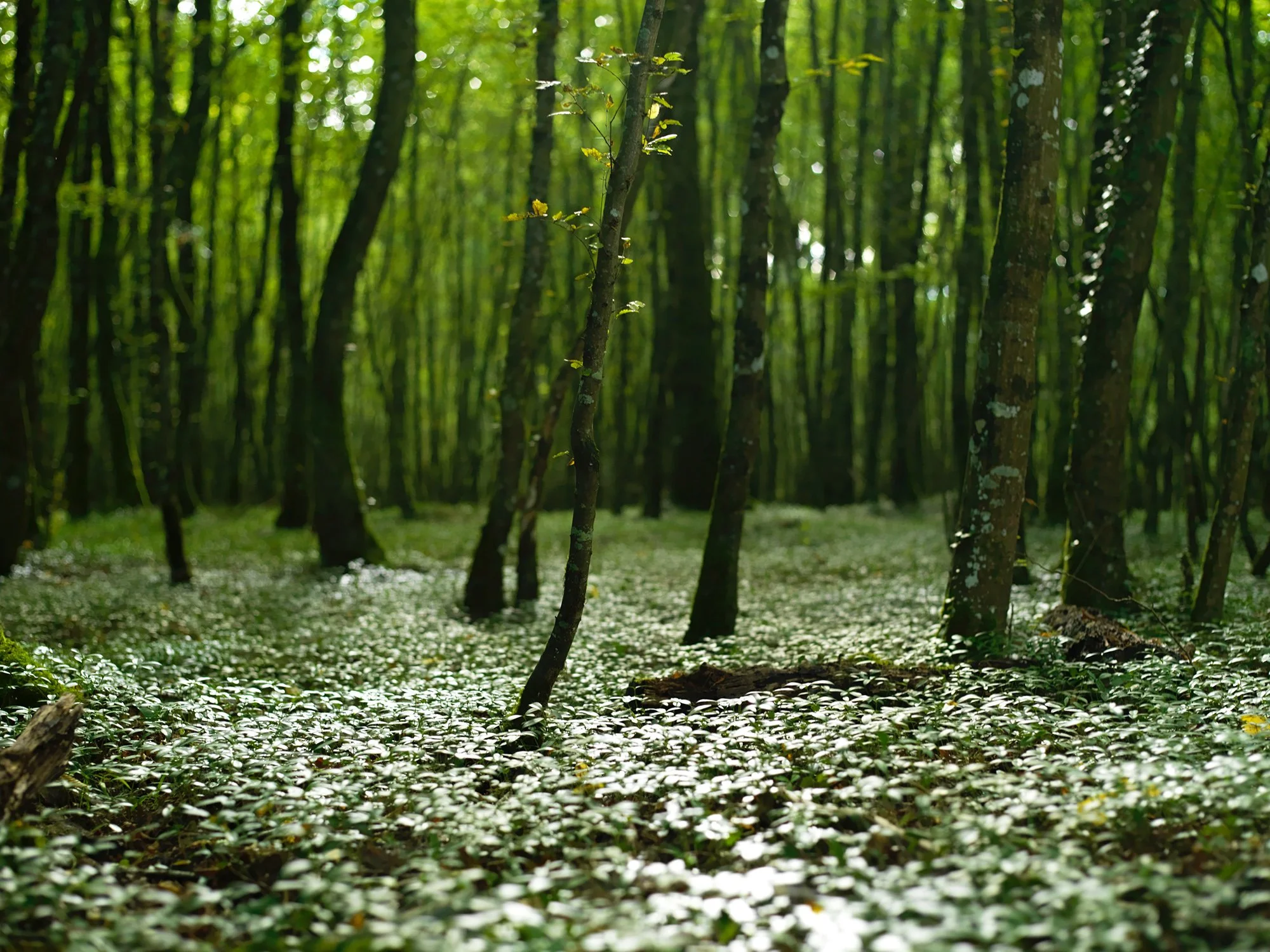 CLG_TAUREAU AUX YEUX BANDES_0002_prv.jpg