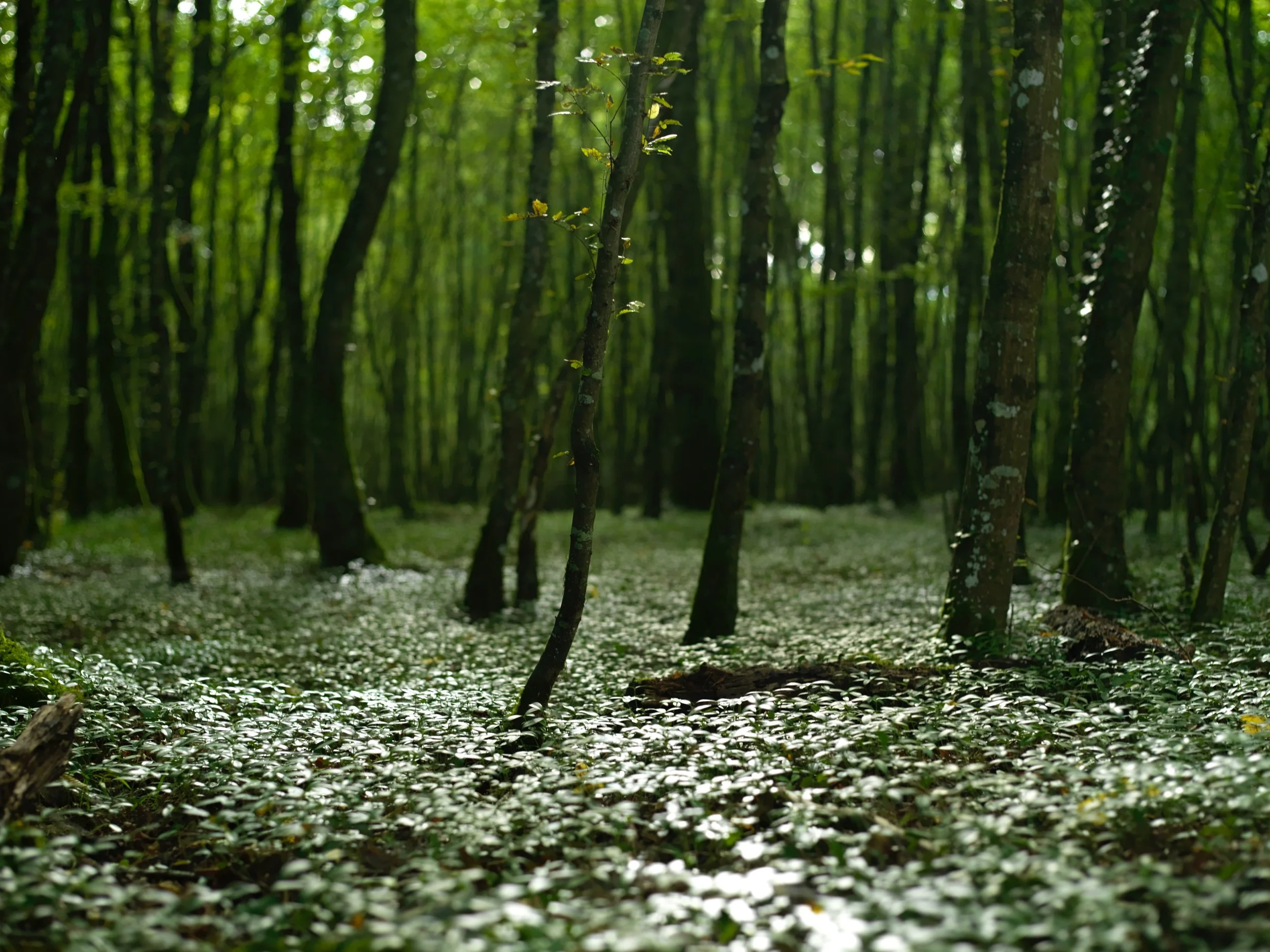 CLG_TAUREAU AUX YEUX BANDES_0002_prv.jpg