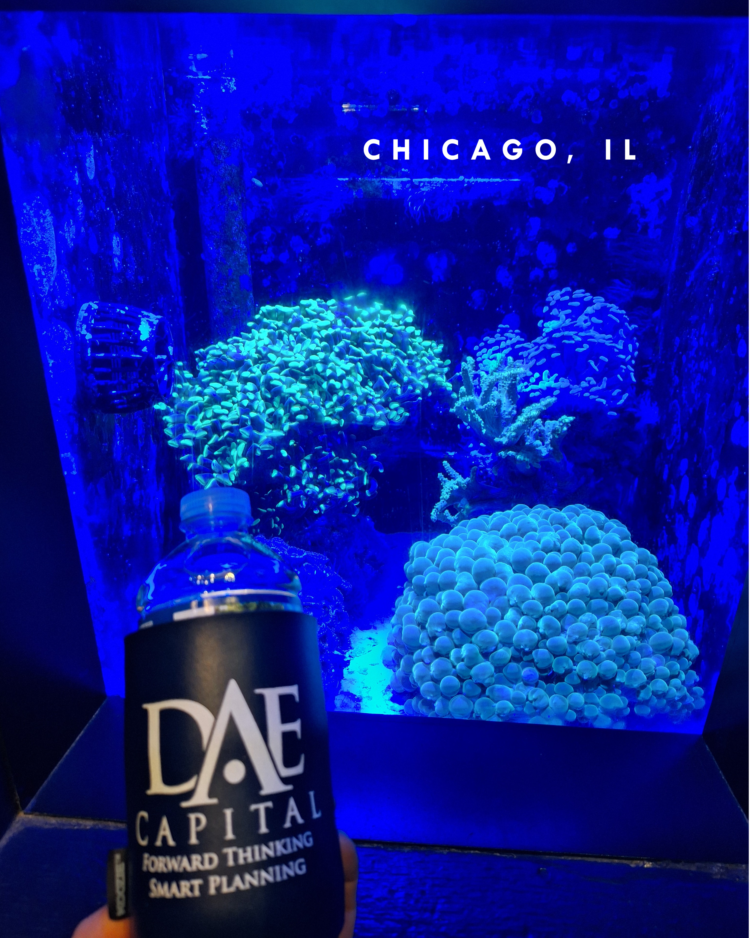 blue coral