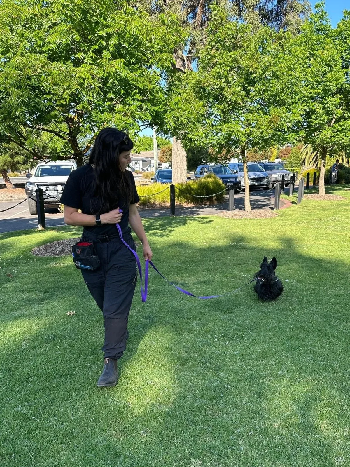 Alex is walking Alfie on a long line purple lead, looking at him, he is looking at her. Alex has a treat pouch and black tshirt and pants, and long hair.