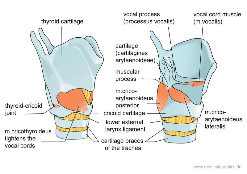 Anatomical Image of the Larynx / Larynx Anatomy / Source: MedicalGraphics.de – License: CC BY-ND 4.0