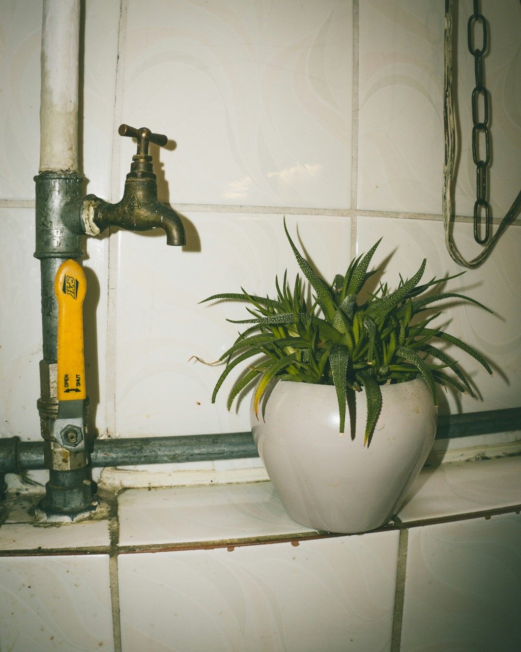 Simple faucet in a dirty bathroom with an aloe vera plant