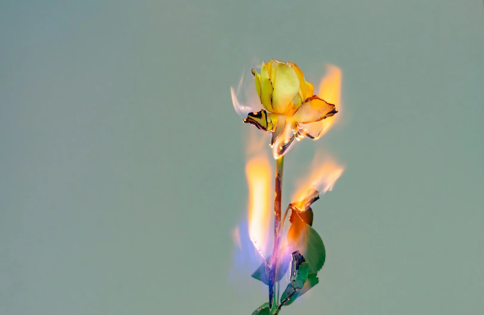 A yellow rose in flames, burning in front of a khaki background