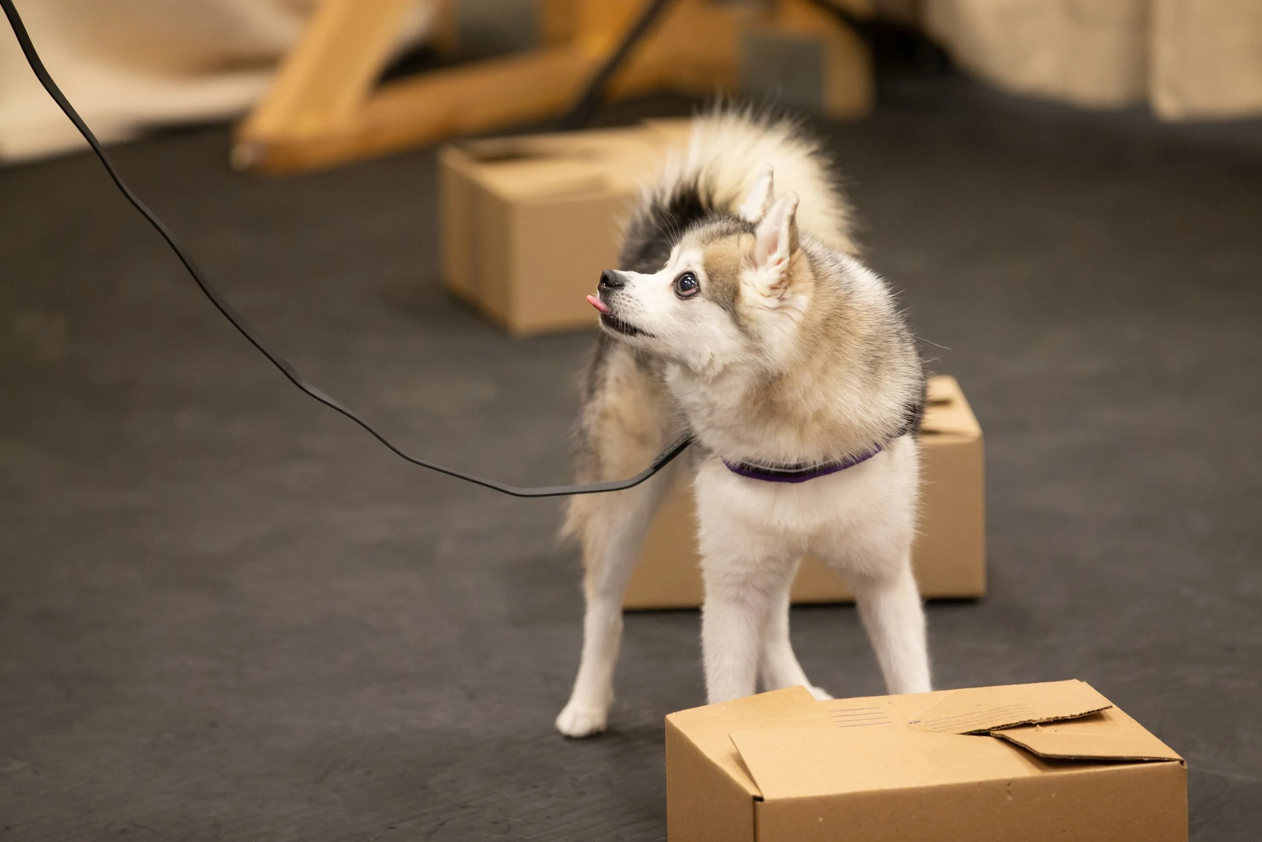 Grey Alaskan KIee Kai scent work alert by looking at handler
