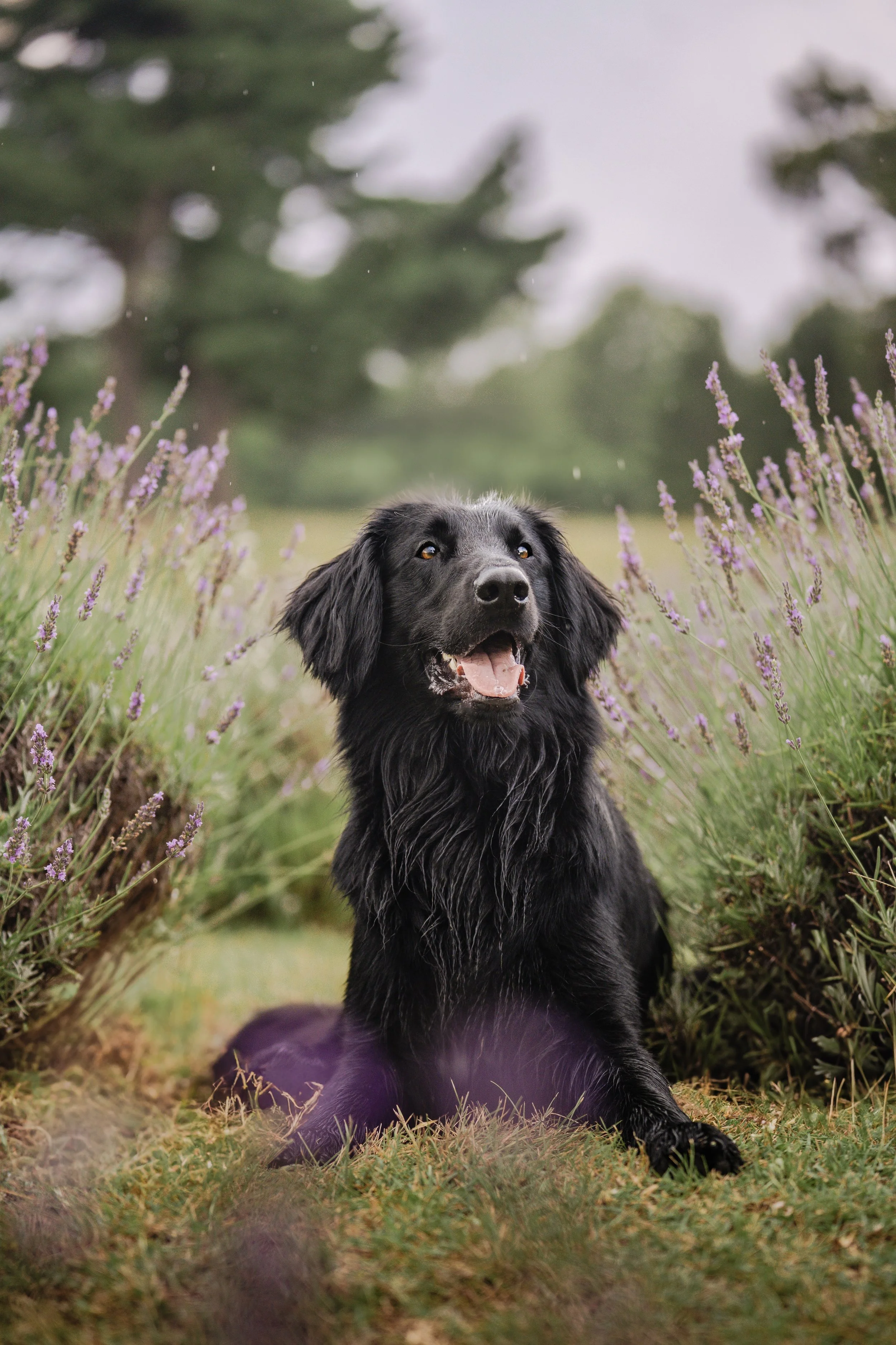 Dublin, Flat Coated Retriever, Gluten Detection Service Dog in Training, lying down in a field with a soft open mouth