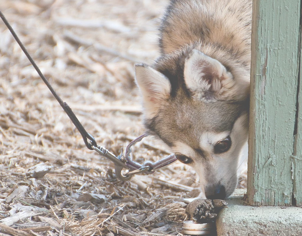 Grey Alaskan Klee Kai Service Dog Smelling