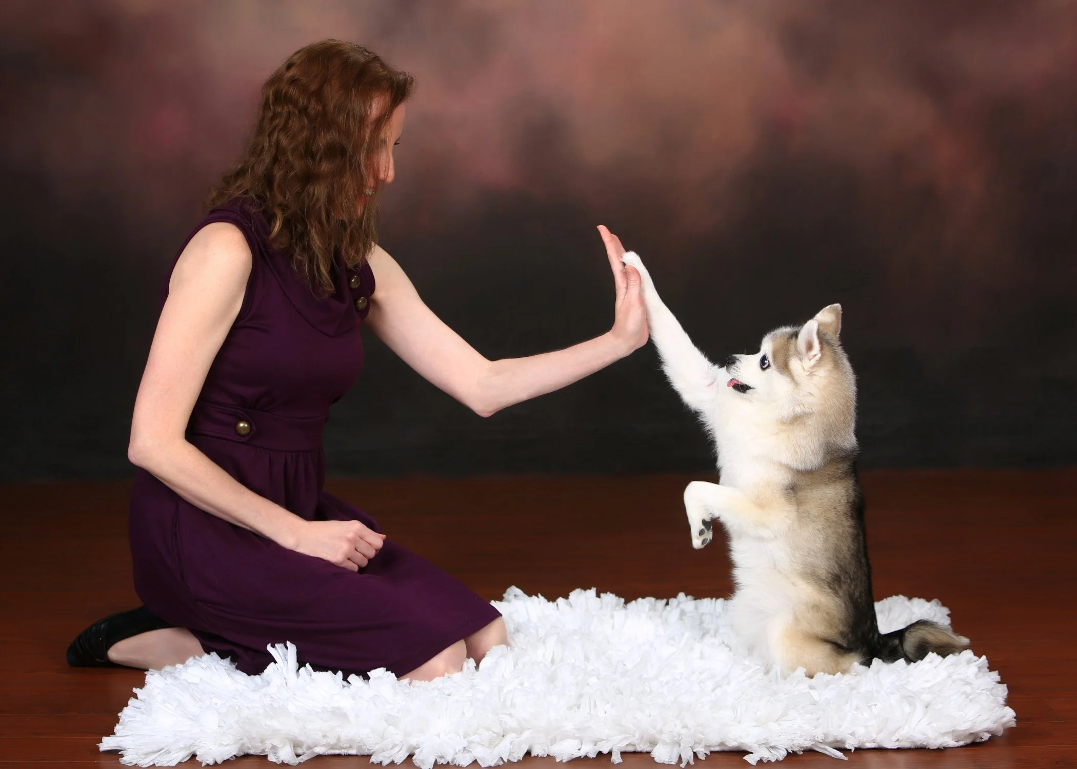 Service dog trainer high five with grey alaskan klee kai scent detection service dog