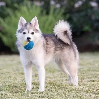Grey Alaskan Klee Kai Service Dog