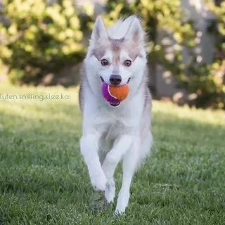 Red Alaskan Klee Kai Service Dog