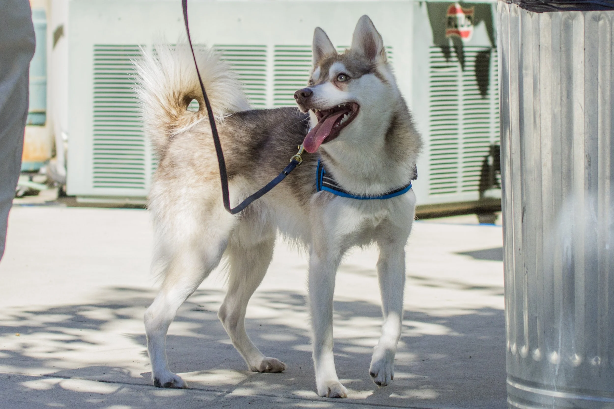 Zephyr - Red and White Alaskan Klee Kai