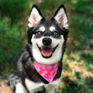 Black Alaskan Klee Kai Service Dog