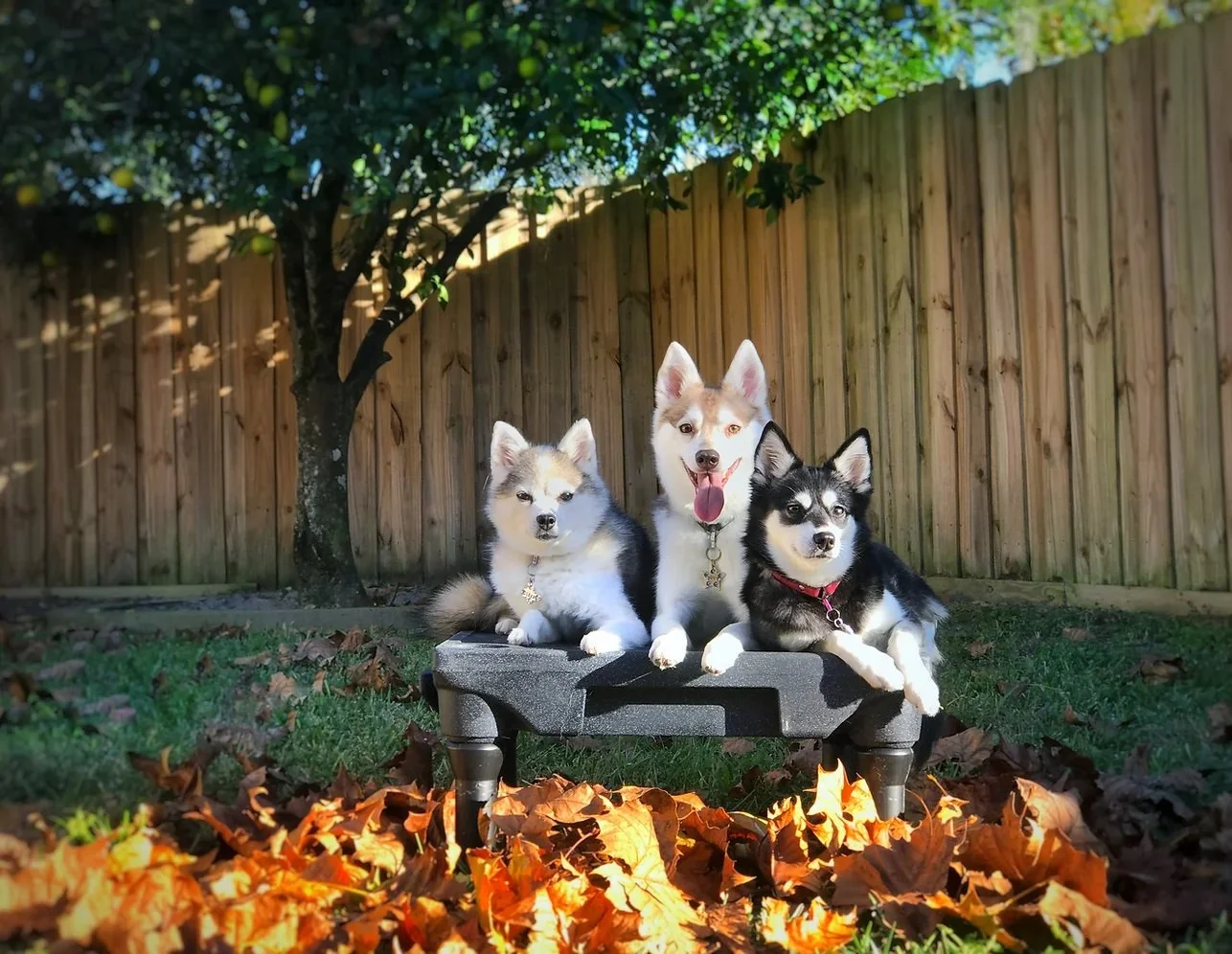 3 Alaskan Klee Kai Service Dogs sitting on a klimb table