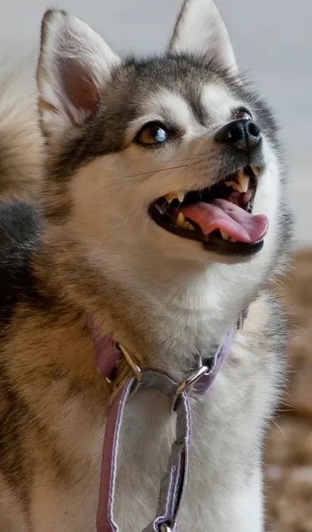 Luna - Grey and White Alaskan Klee Kai Looking at camera and smiling