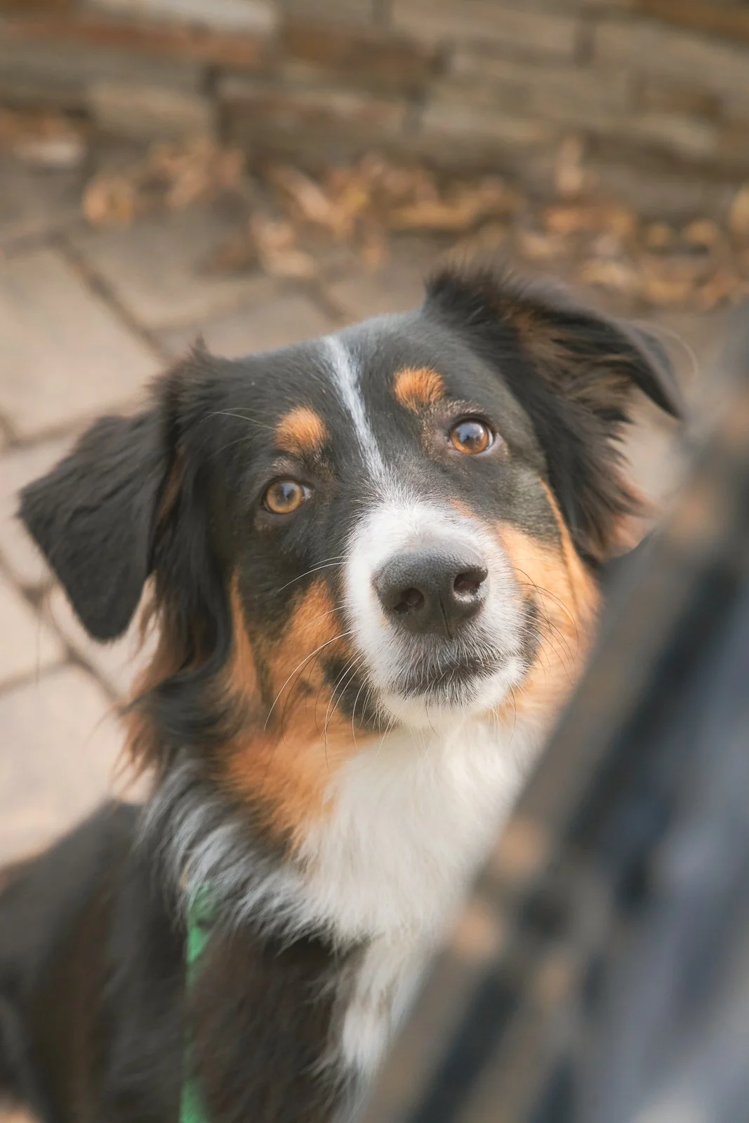 Close-up of a black, white, and brown Australian Shepherd dog looking up with a slightly tilted head, set against a blurred outdoor background.