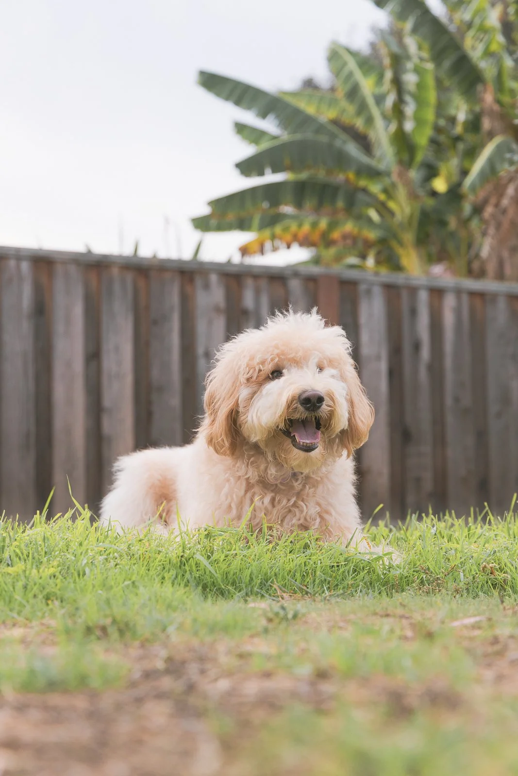 A smiling fluffy, light-colored dog lying on grass in a backyard with a wooden fence and banana plants in the background.