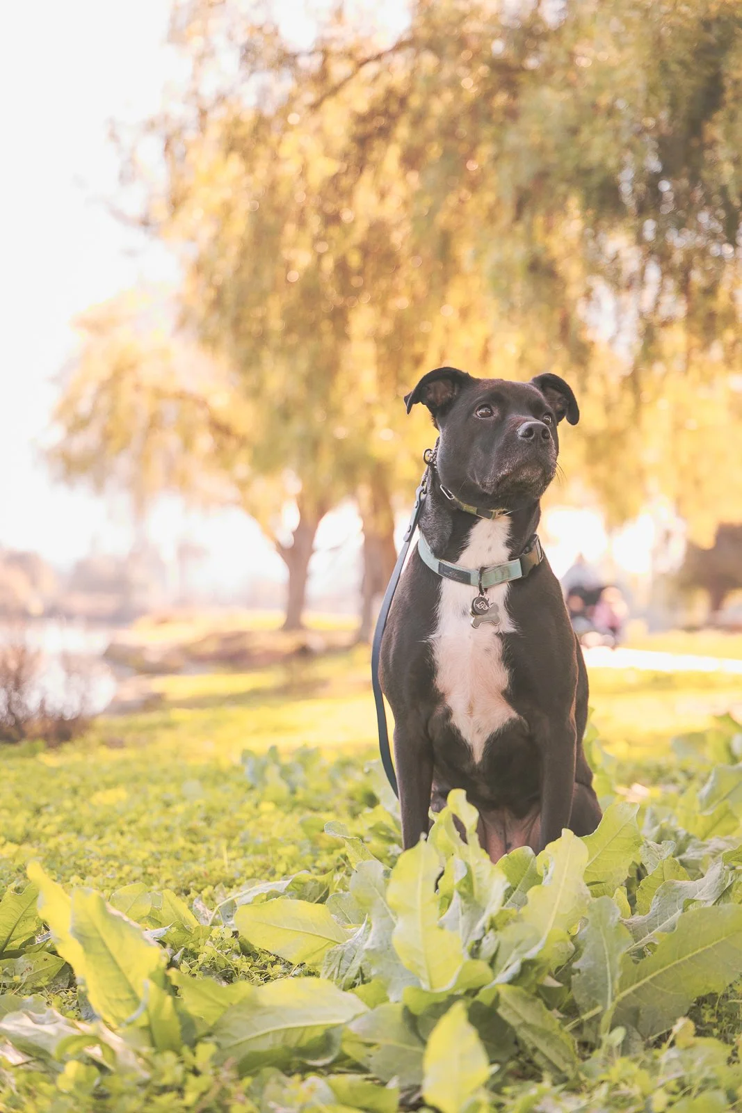 A black and white dog sitting outdoors in a park with green leaves in the foreground and a background of trees with autumn leaves, during golden hour.