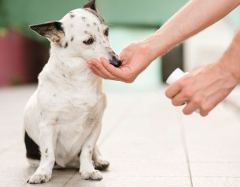 The Road to Recovery: Is Your Pet’s Care Plan Missing a Step?