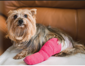 Knee-Deep in Options: What to Do When Your Dog Tears Its CCL