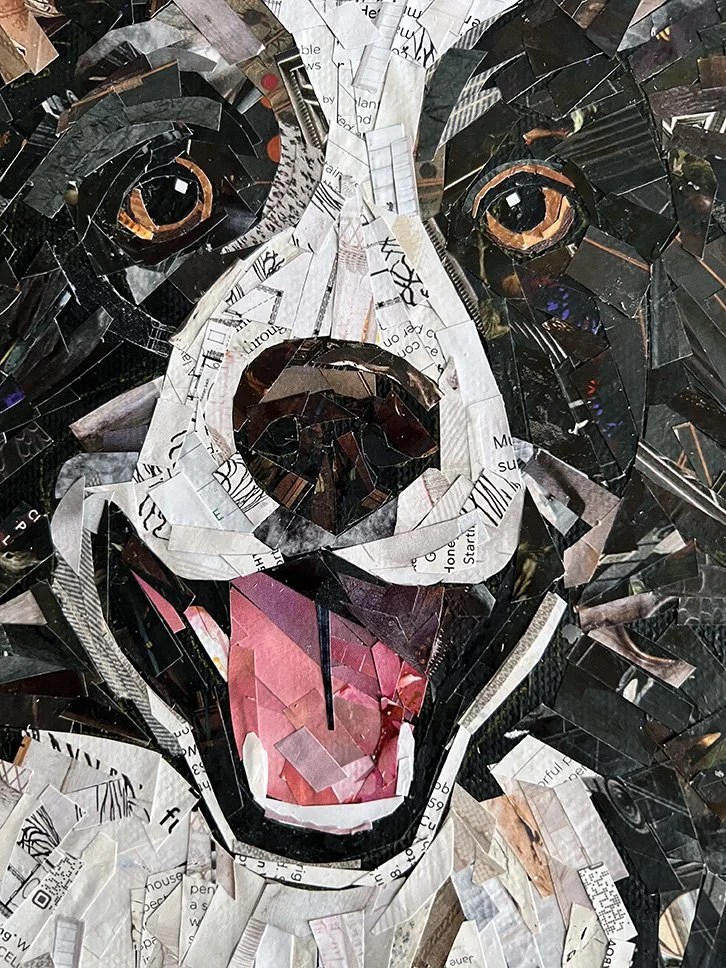 BorderCollie_CloseUp_Web.jpg