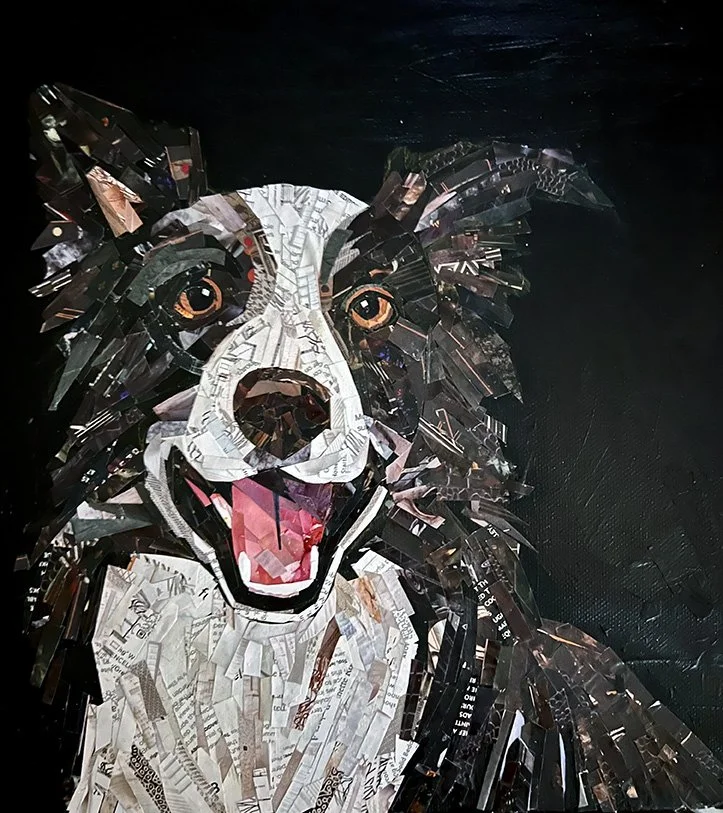 BorderCollie_Web.jpg