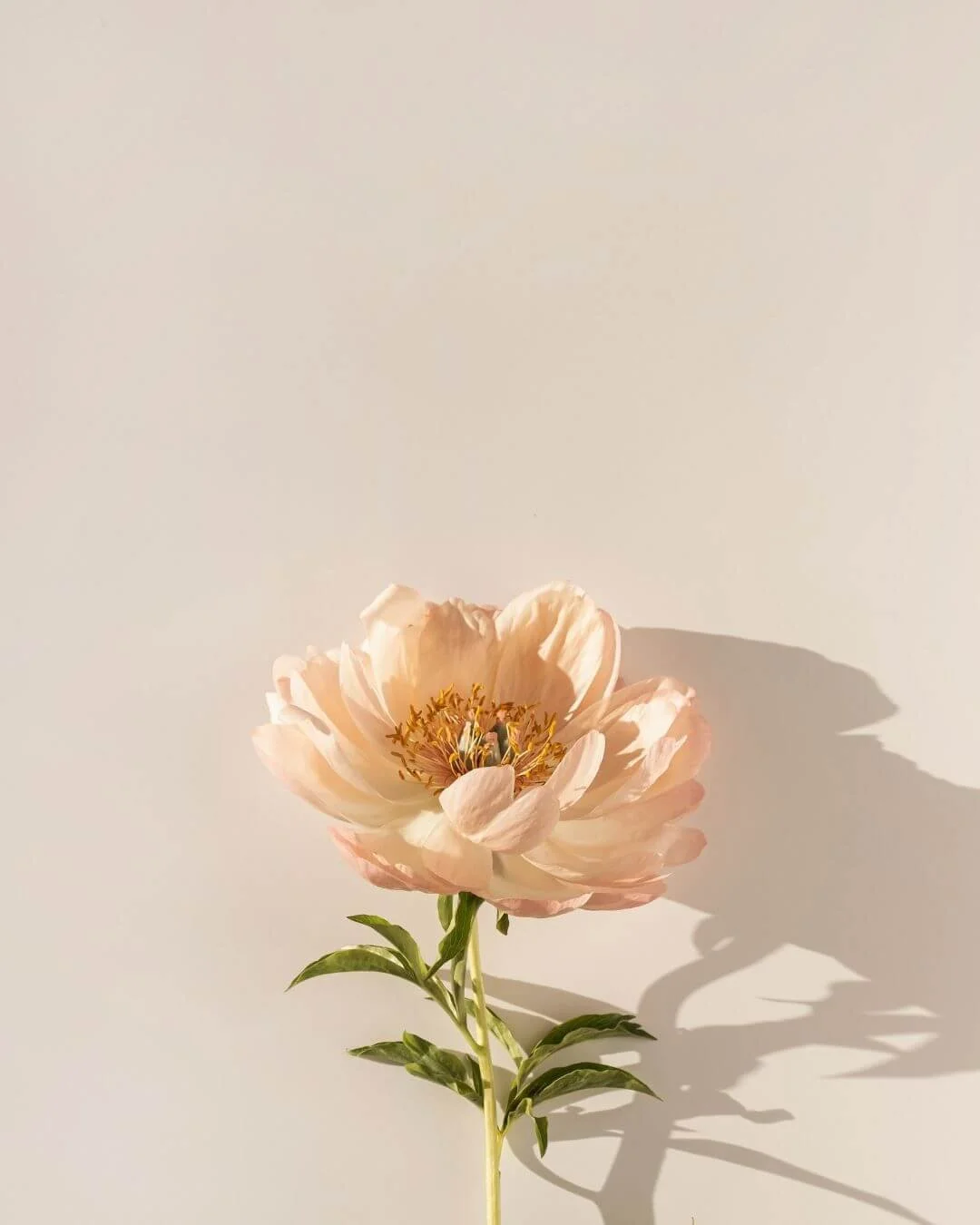 peach colored flower