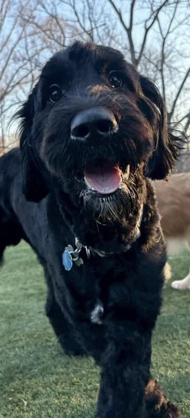 Therapy dog in training