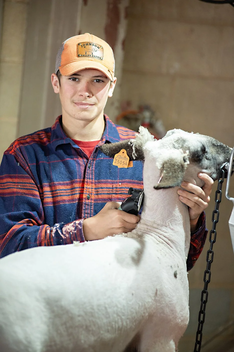 4-h member showing sheep