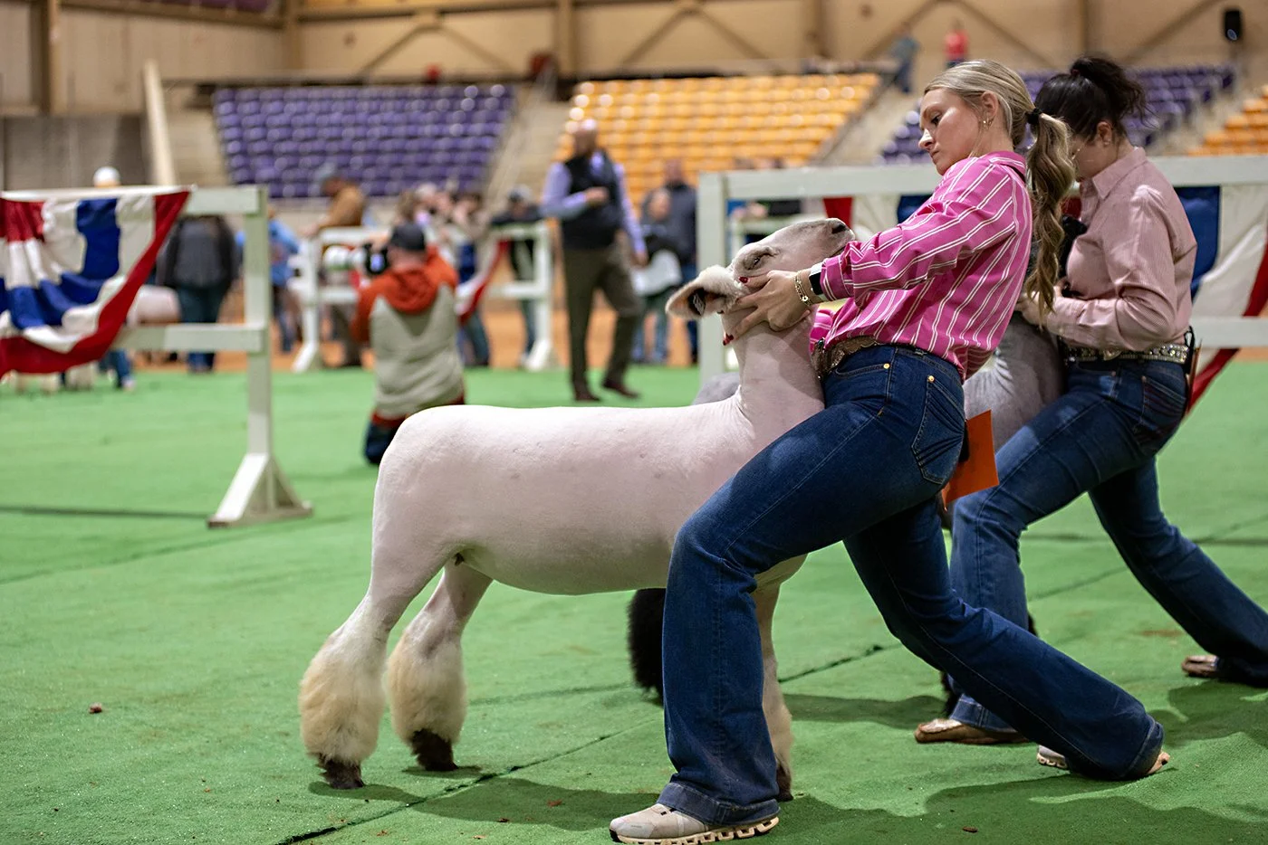 sheep showing