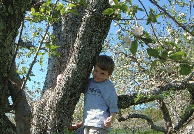 Turning Apples Into Profits: The Seeds Of A Startup