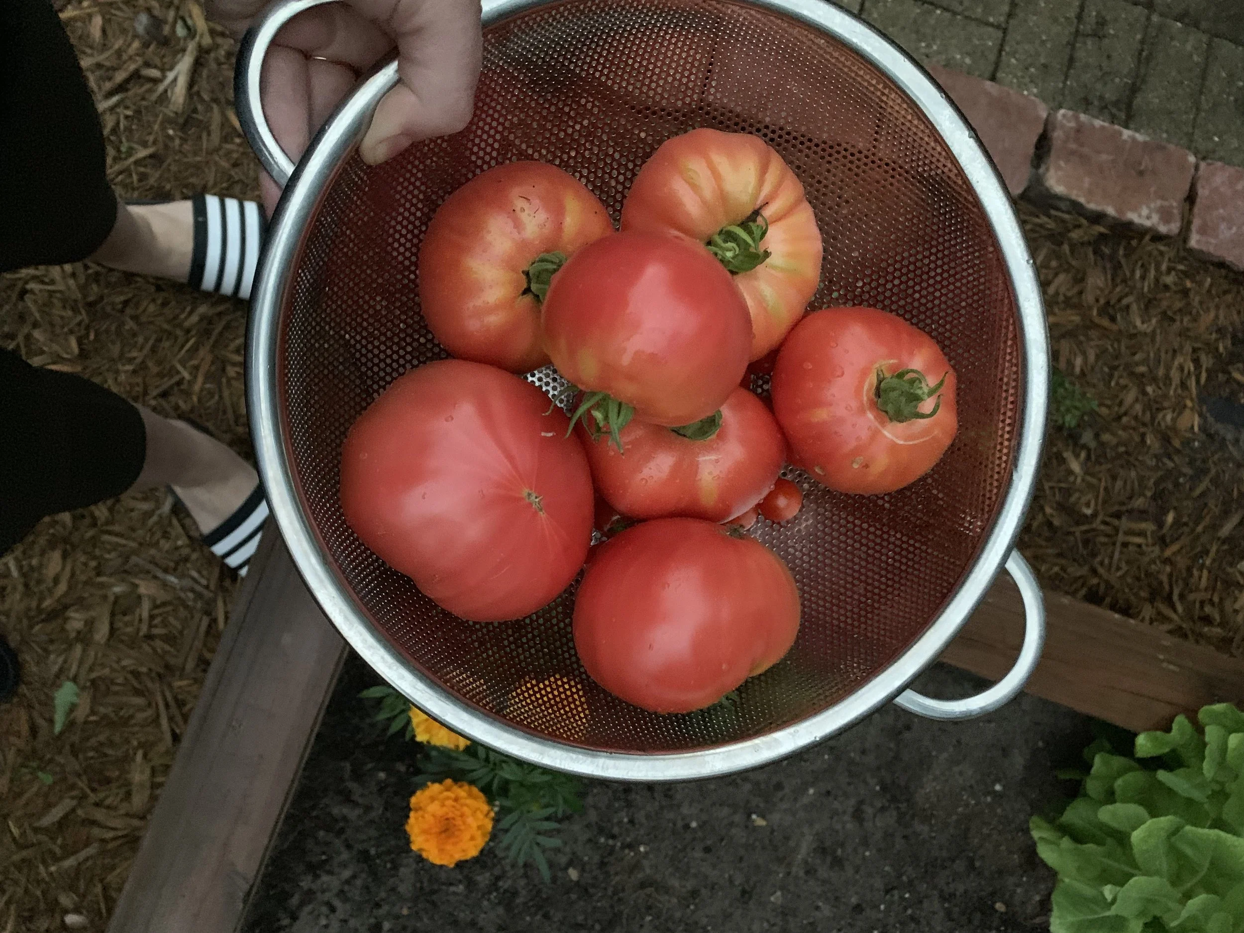 A person holding a metal colander filled with ripe, large, red tomatoes. The person is wearing black clothing and striped slippers. The colander is positioned above a gardening bed with soil, a yellow and orange marigold flower, and green leafy plants.