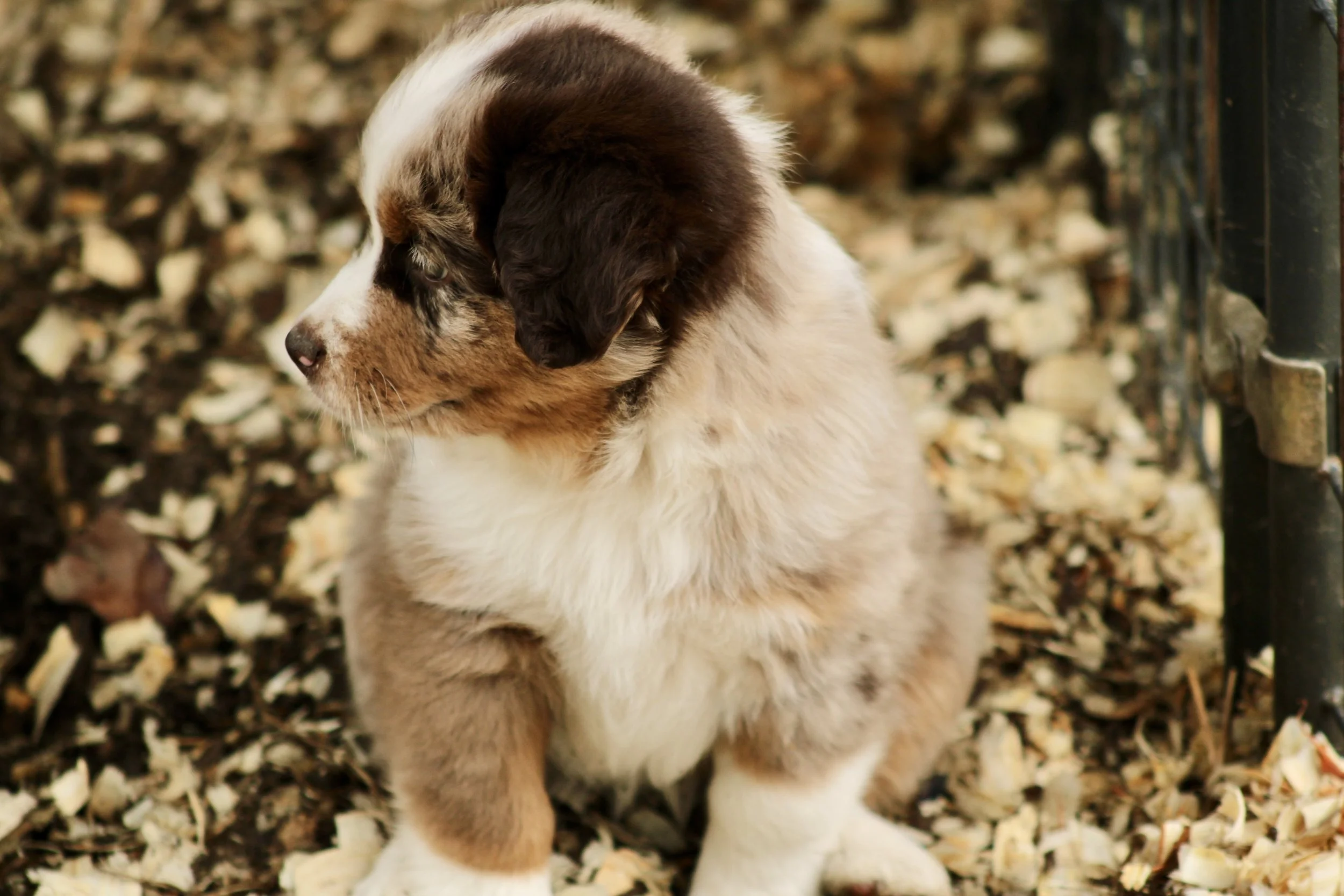 IMG_2710.jpeg