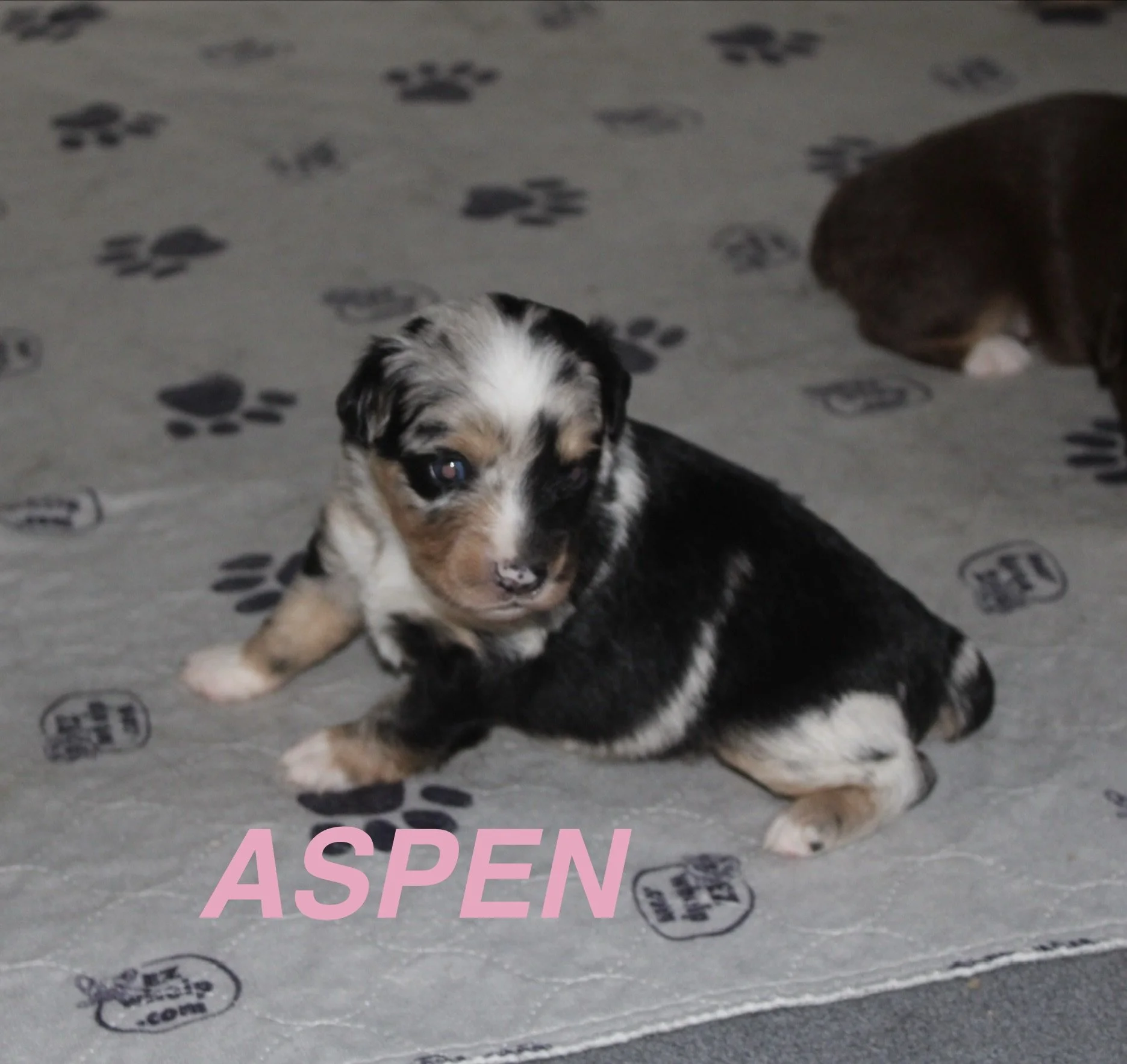 Aspen