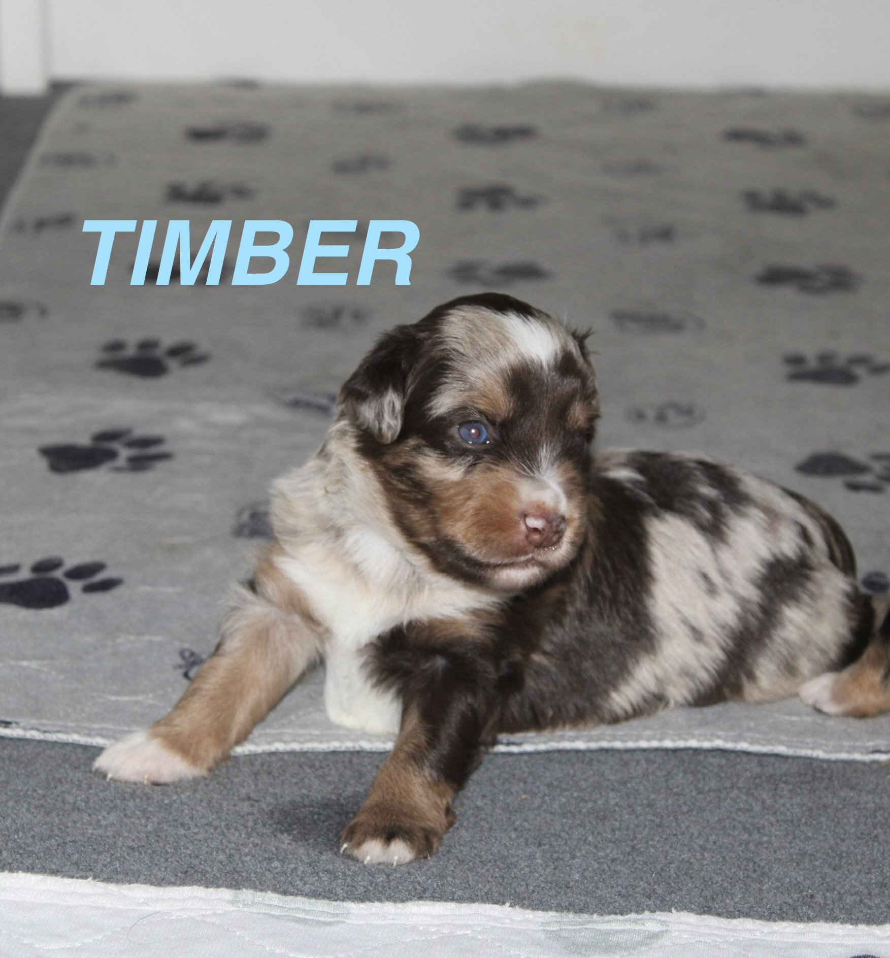 Timber