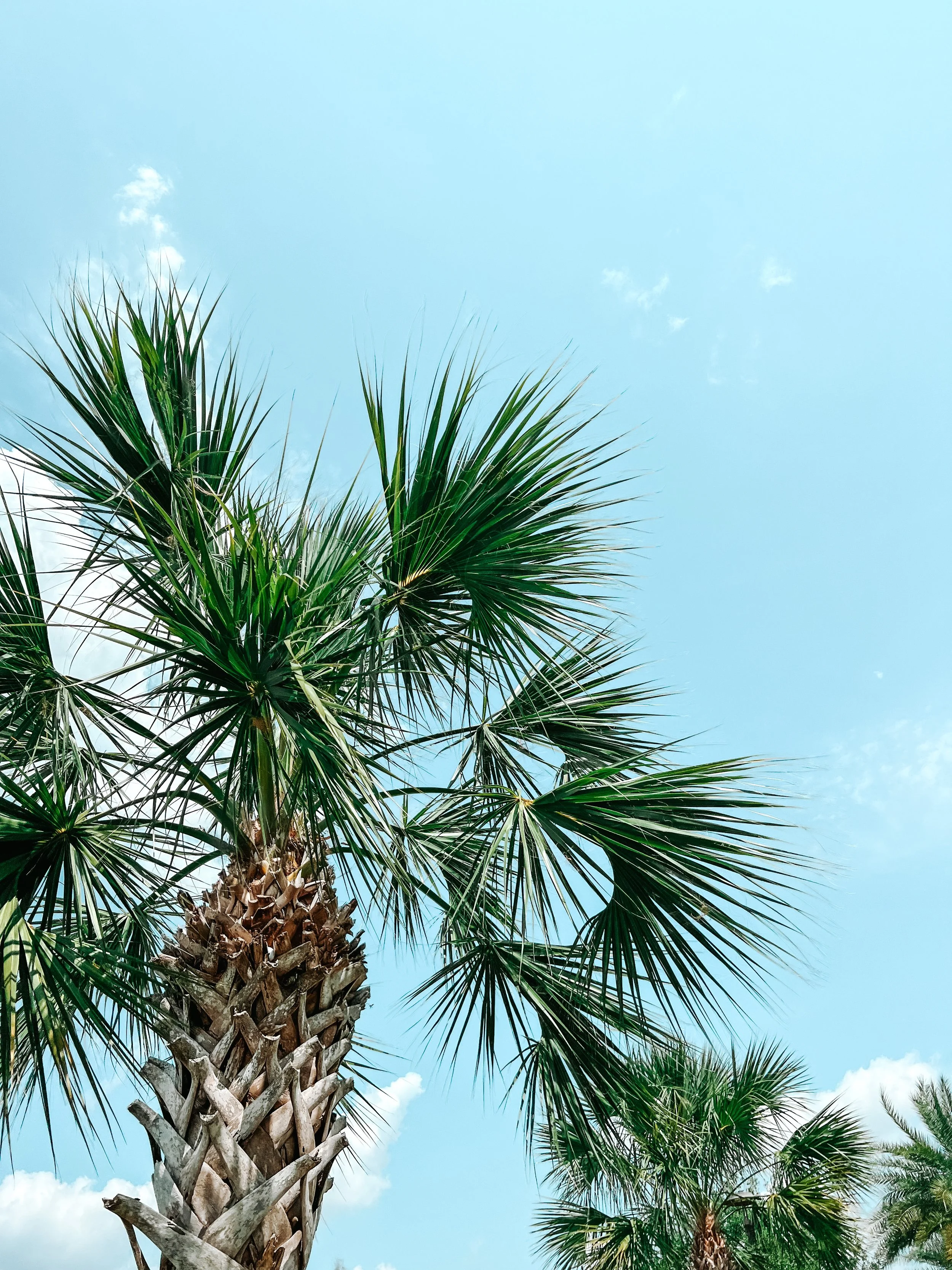 Creatively Katherine_Marketing Consultant and Social Media Strategist_A tall palm tree with a thick, textured trunk, green fronds extending outward, against a bright blue sky with a few scattered clouds.