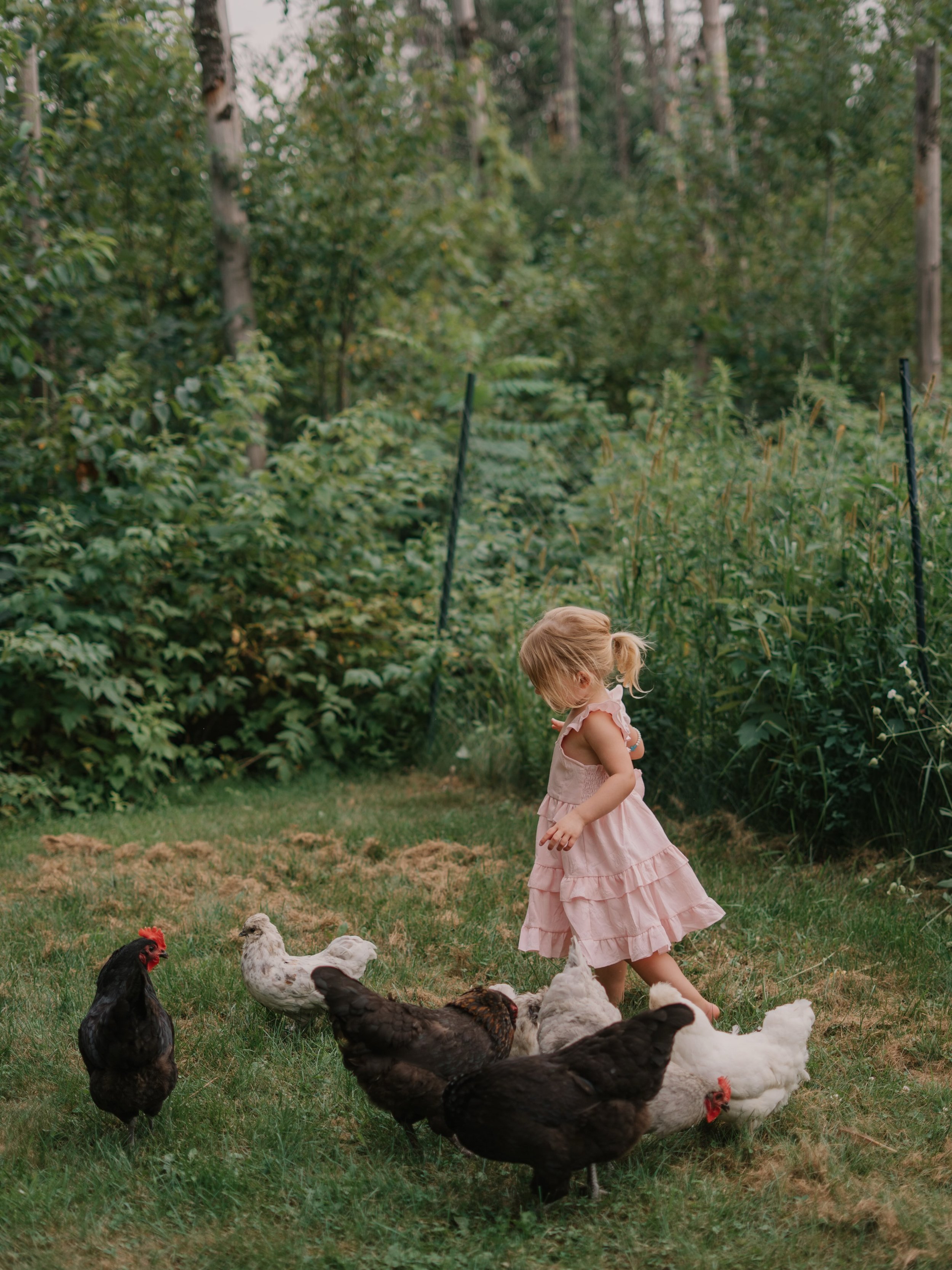 If you know me, you know an opportunity for a photo session with some chickens is a dream come true! Nichole won a mini session giveaway a while back and we finally got together to bring some sweet moments to life! 🐓