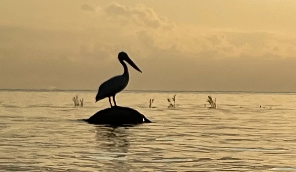 Beaconia Beach — Beaches of 59