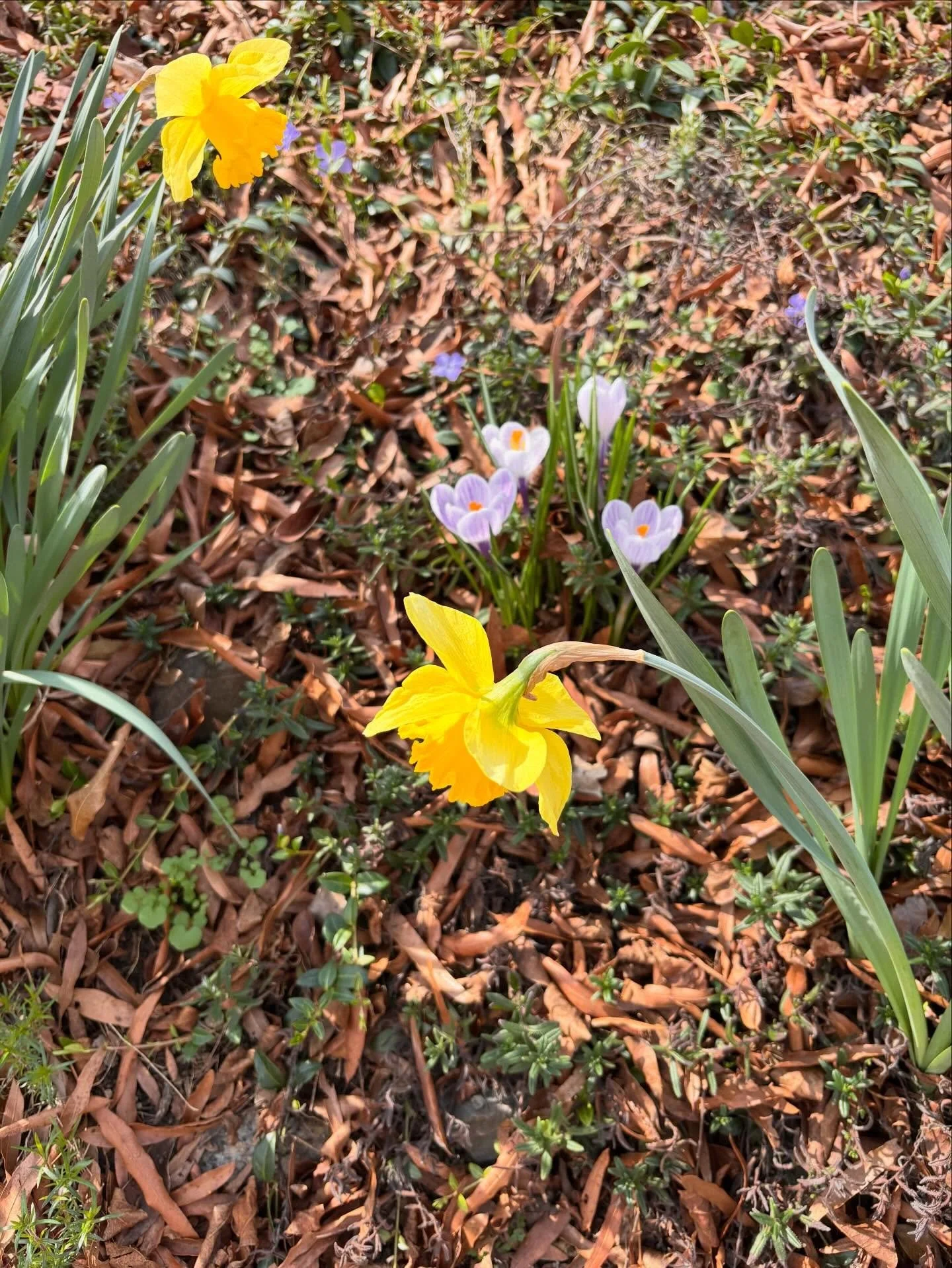 Spring! Is! Coming!!