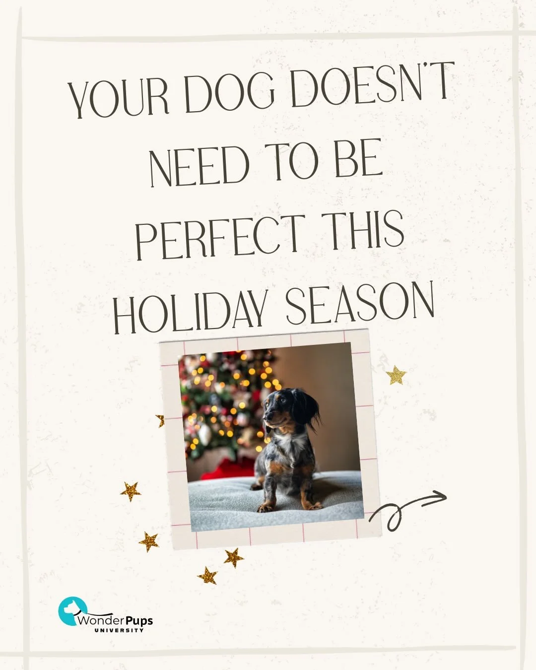 The holiday season is here and it can be overwhelming for dogs and their humans. Your dog doesn&rsquo;t need to be perfect. Even small wins like staying off guests, ignoring food on the table, or checking in with you matter.
Focus on guidance, suppor